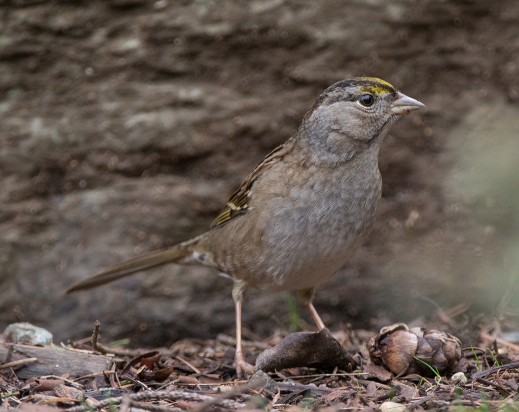 Sparrow, Golden-crowned  20140307-02