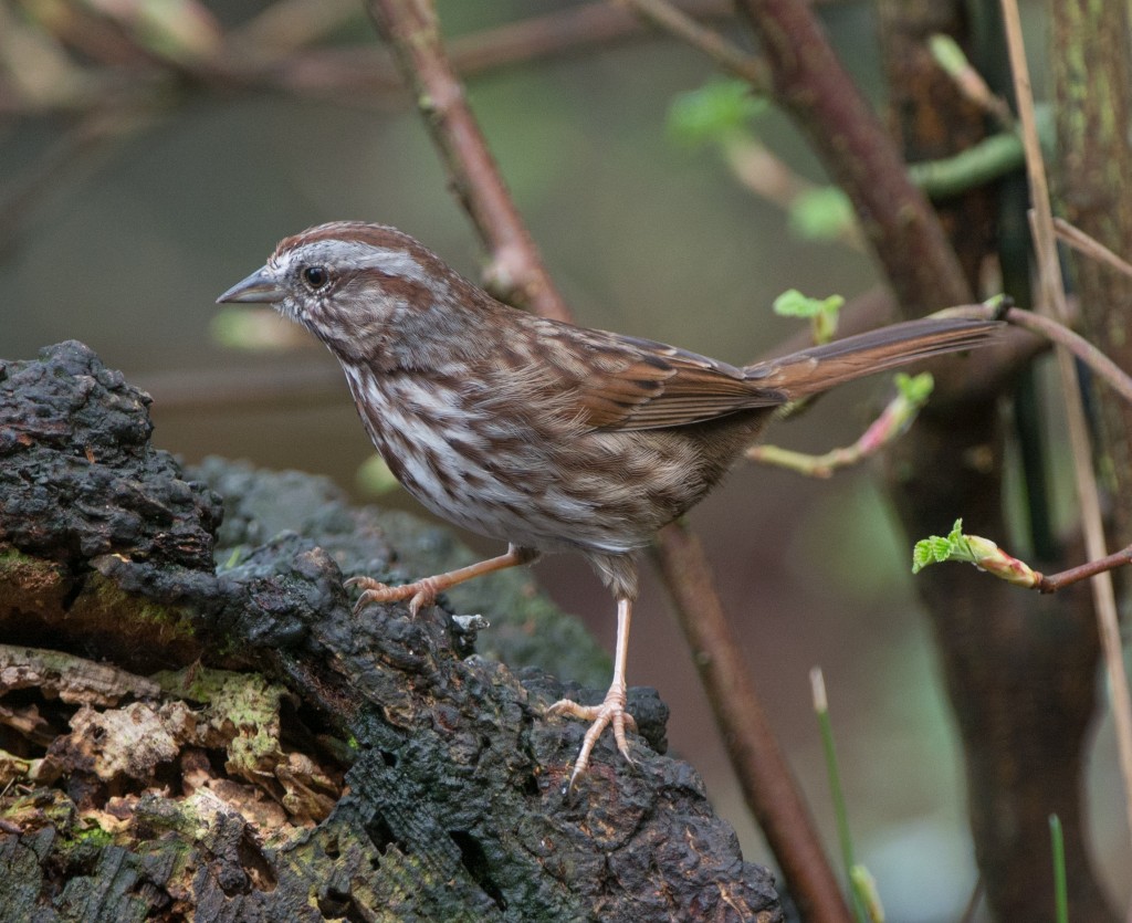 Sparrow, Song  20140303-01