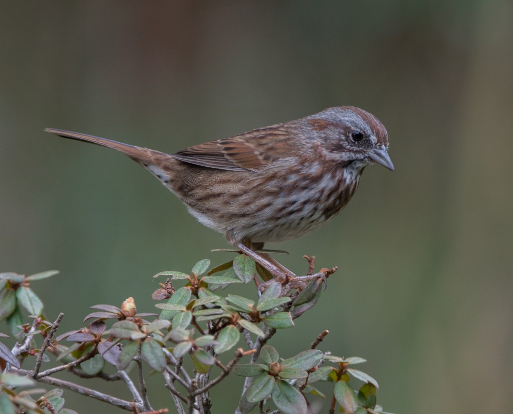 Sparrow, Song  20140307-02