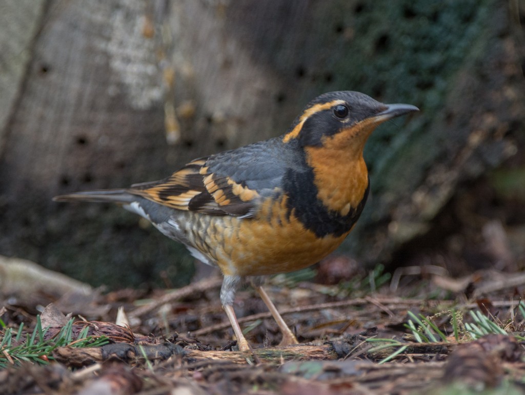 Thrush, Varied  20140307-06