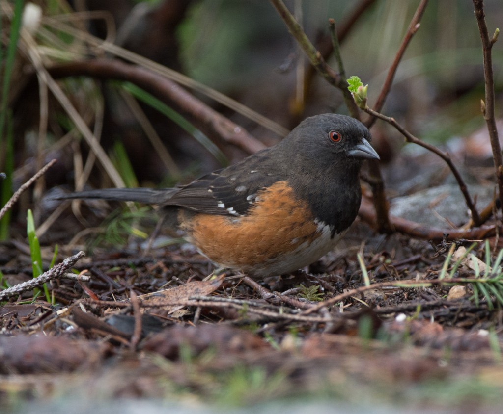 Towhee, Spotted  20140303-02
