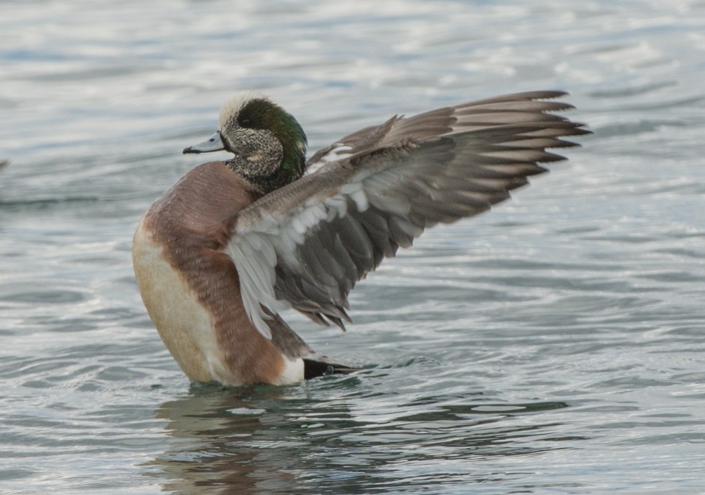 Wigeon, American  20140327-10