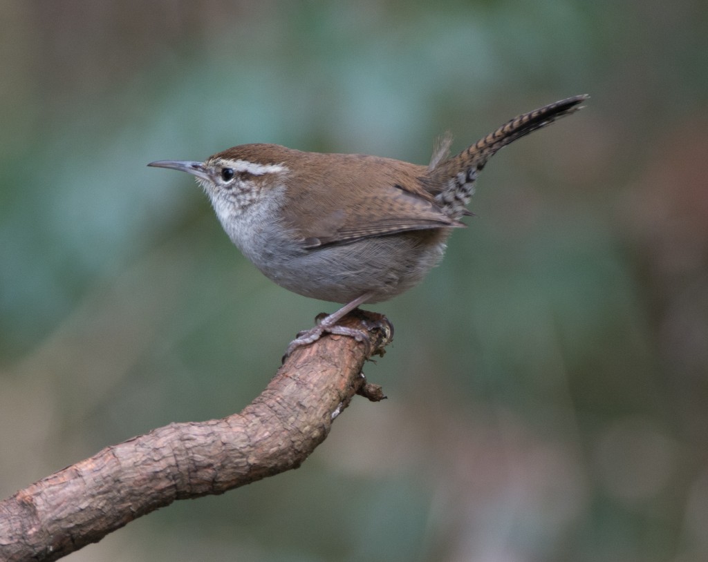 Wren, Bewick's  20140307-04