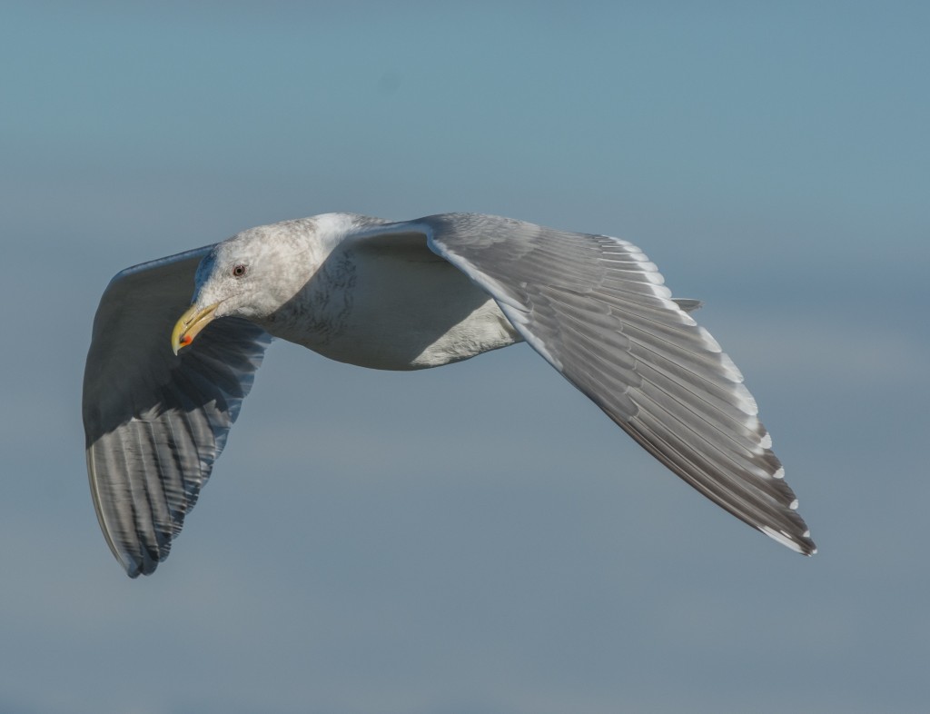 gull  20140228-02