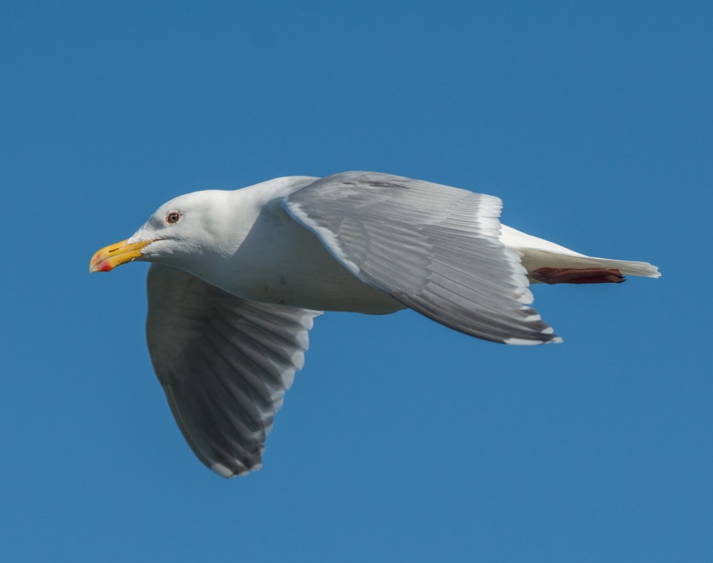 gull  20140228-05