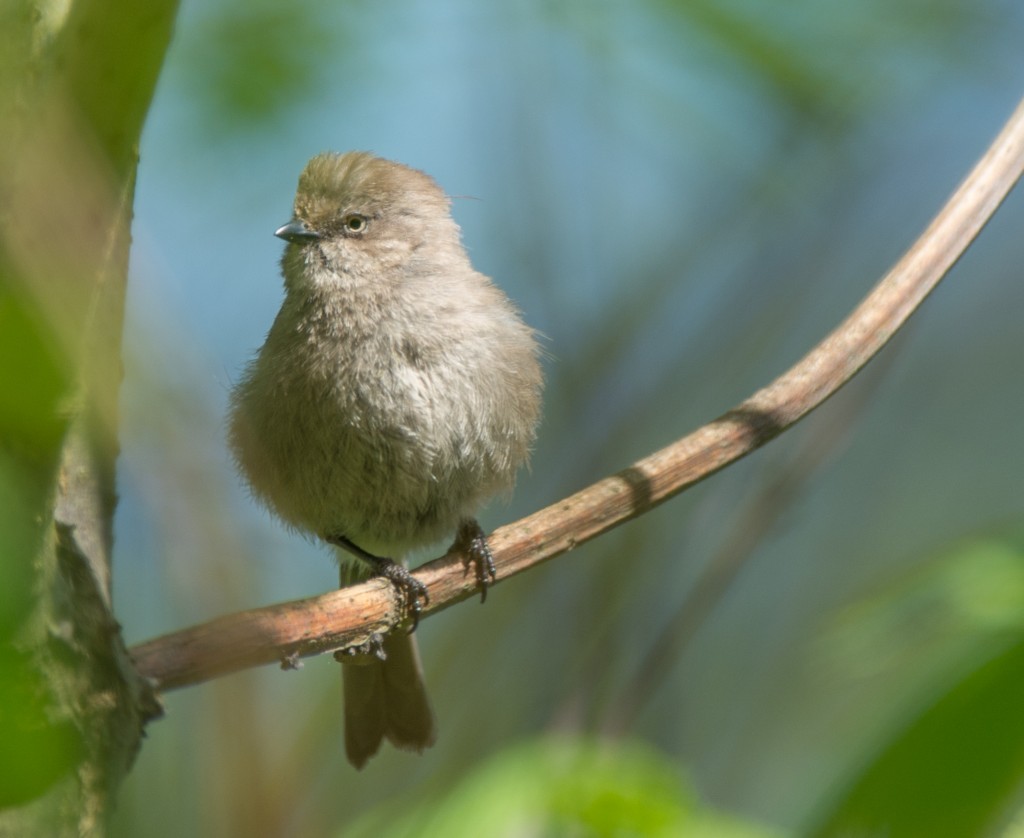 Bushtit  20140407-07