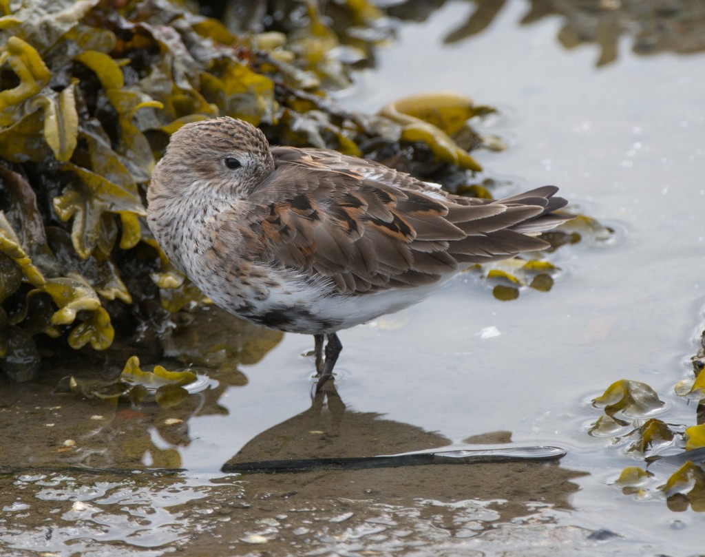 Dunlin  20140421-14