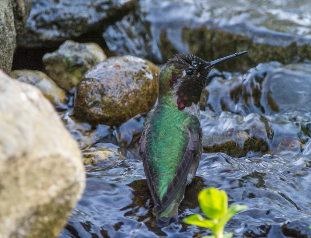 Hummingbird, Anna's  20140406-01