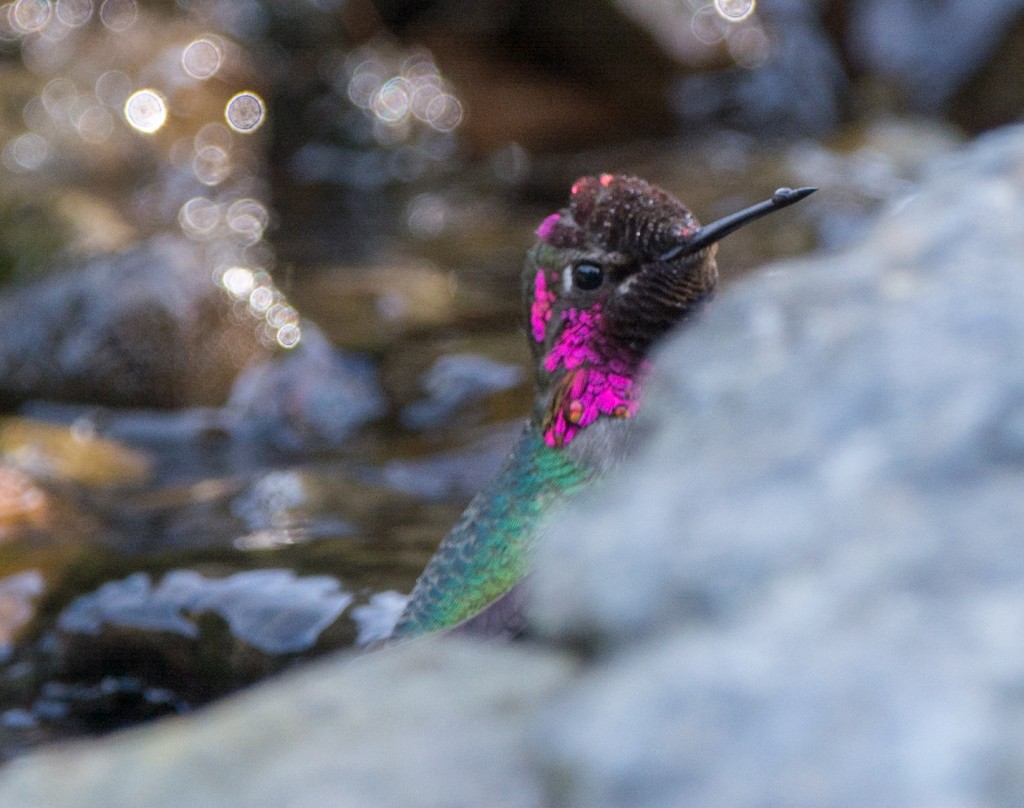 Hummingbird, Anna's  20140406-03