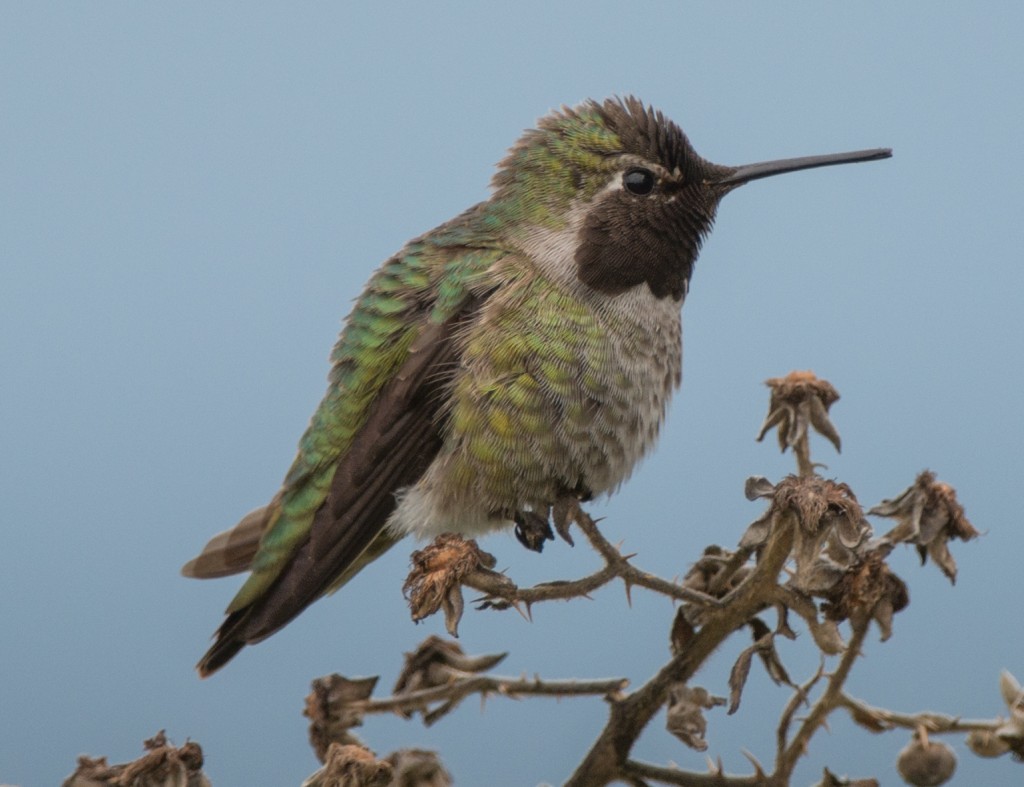 Hummingbird, Anna's  20140419-07