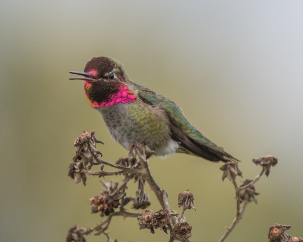 Hummingbird, Anna's  20140419-16