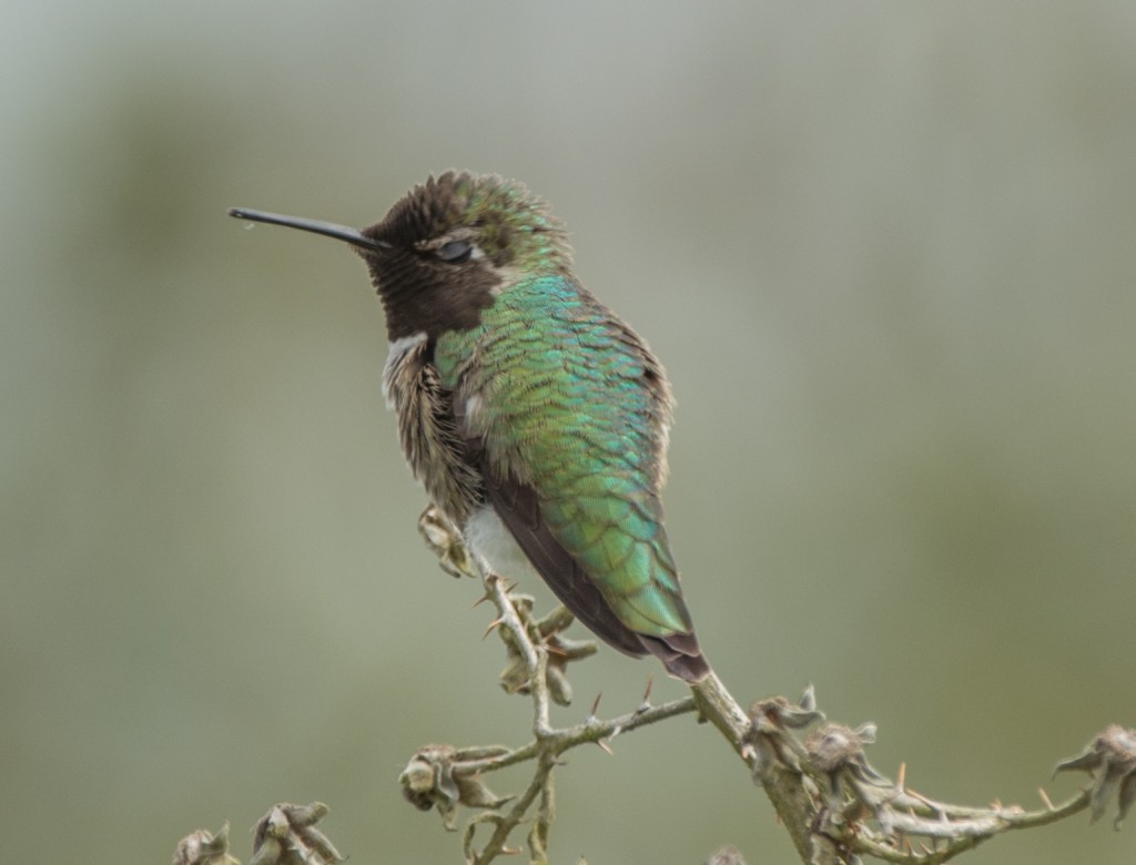 Hummingbird, Anna's  20140421-02