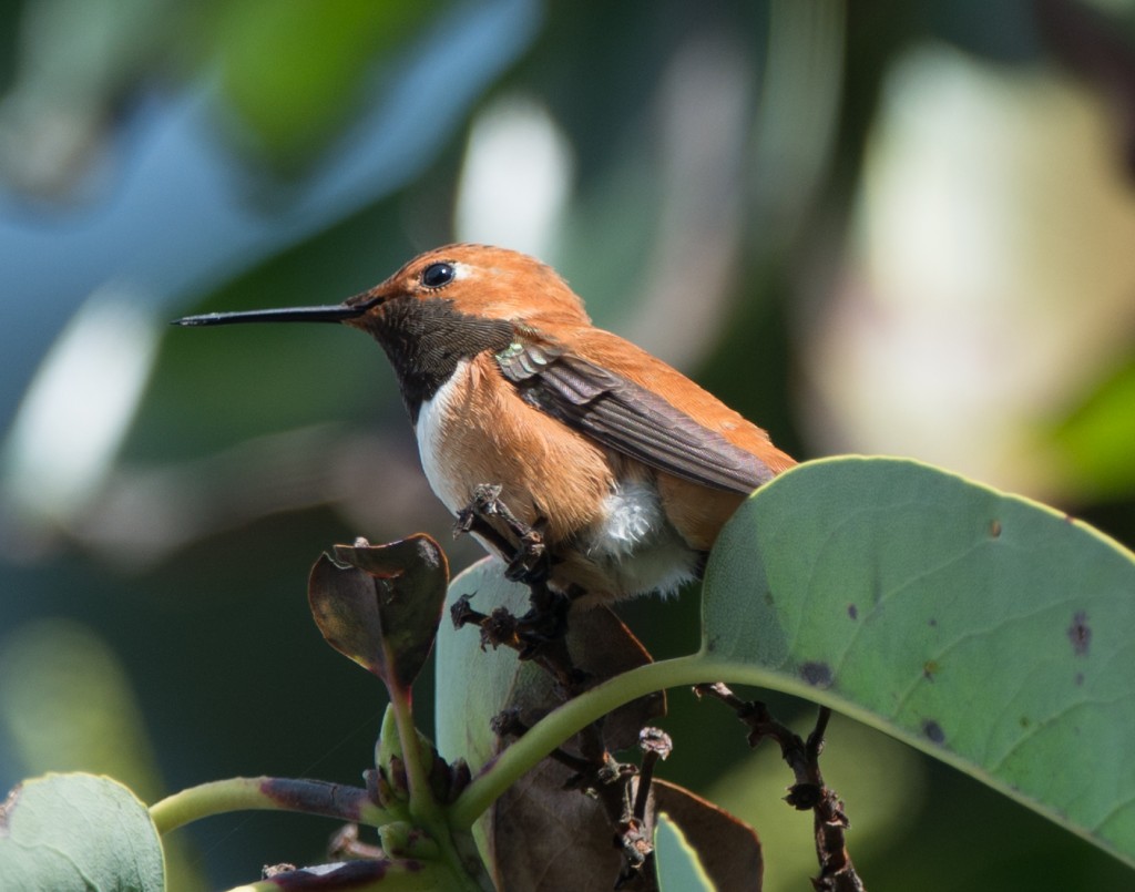 Hummingbird, Rufous  20140402-04