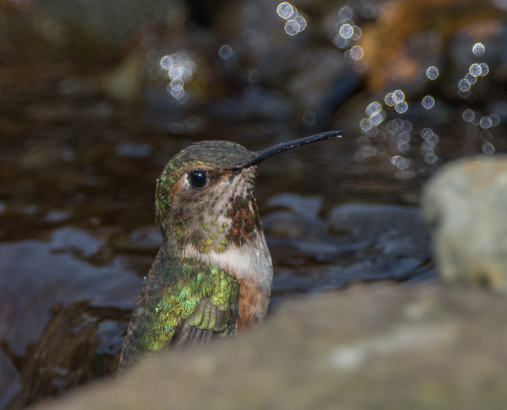 Hummingbird, Rufous  20140402-07