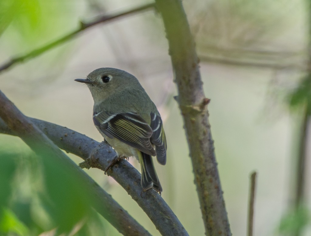 Kinglet, Ruby-crowned  20140407-01