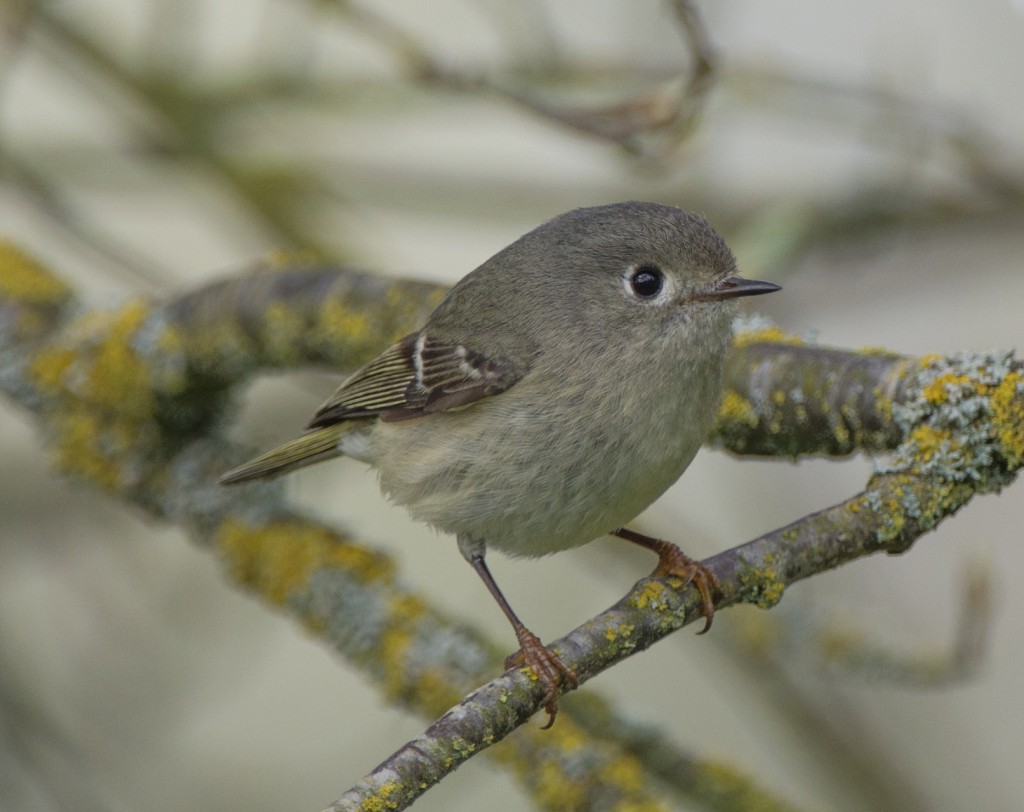 Kinglet, Ruby-crowned  20140420-12