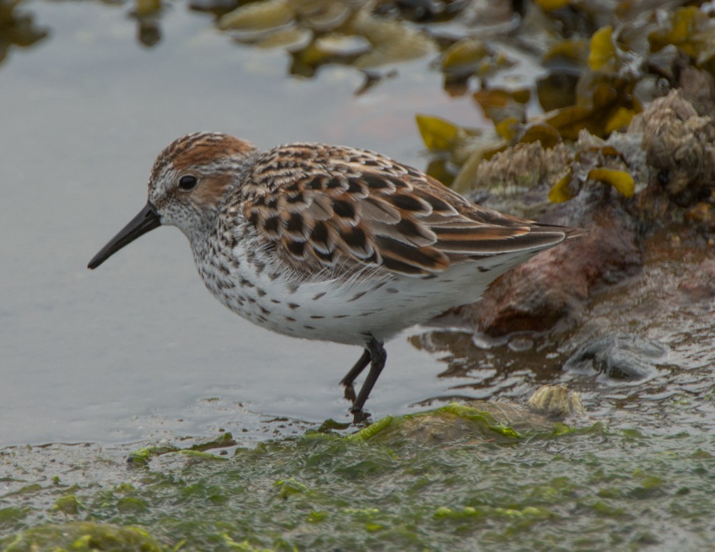 Sandpiper, Western  20140421-05