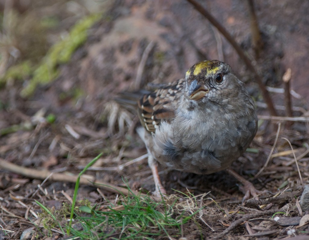 Sparrow, Golden-crowned  20140402-03