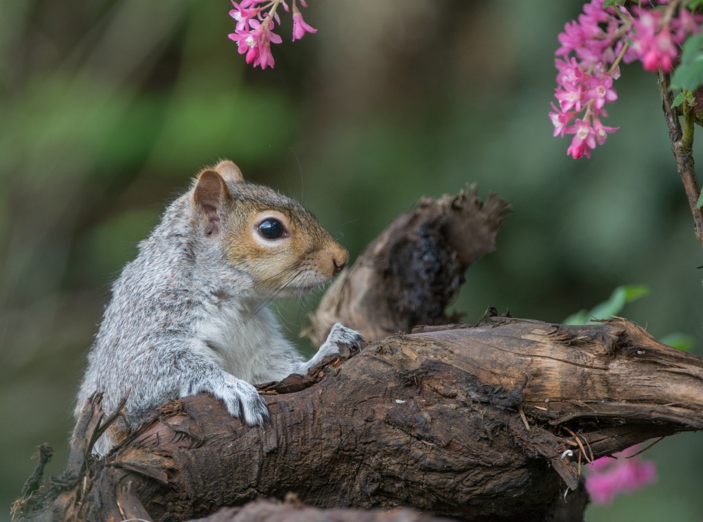 Squirrel, Eastern Gray  20140402-01