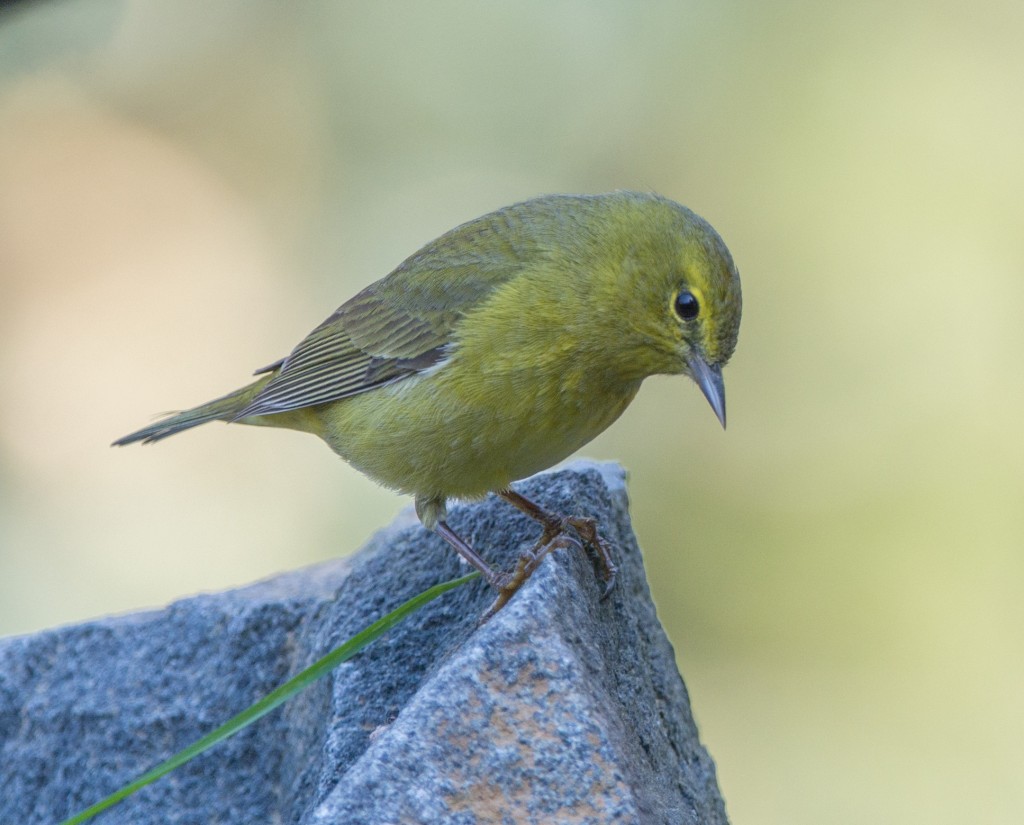 Warbler, Orange-crowned  20140412-01