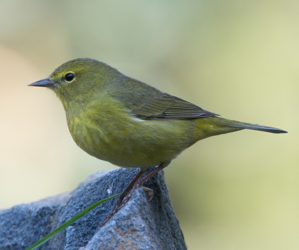 Warbler, Orange-crowned  20140412-05