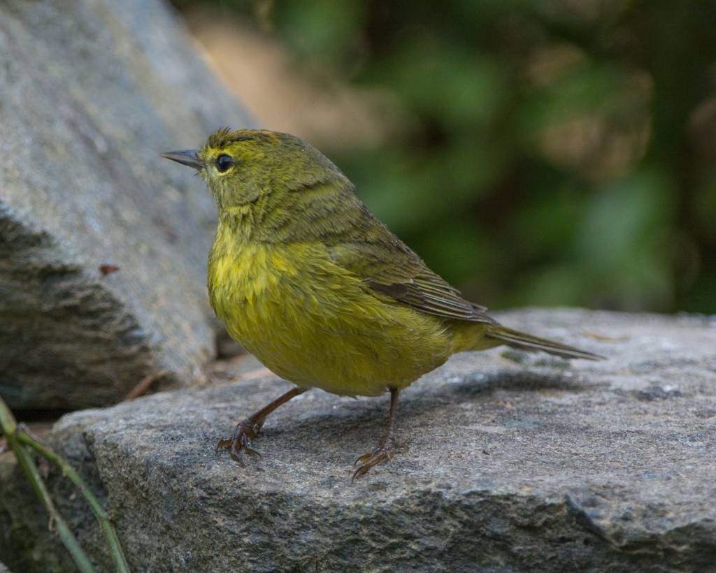 Warbler, Orange-crowned  20140412-06