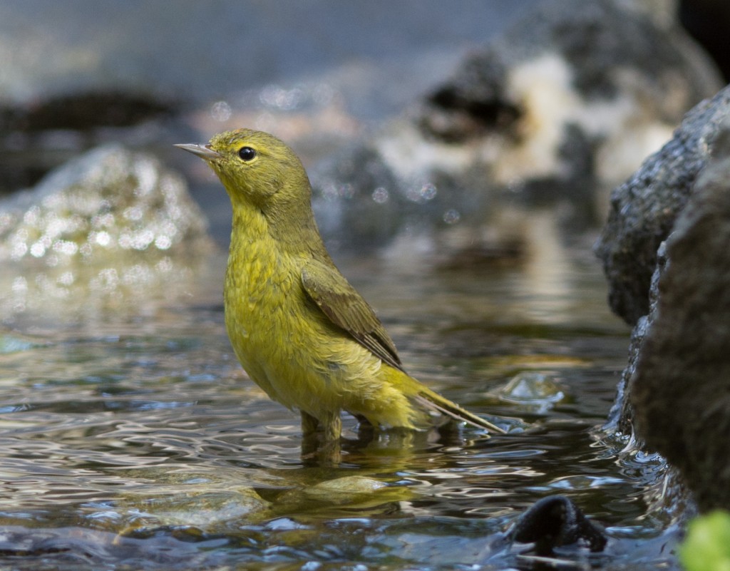 Warbler, Orange-crowned  20140418-02