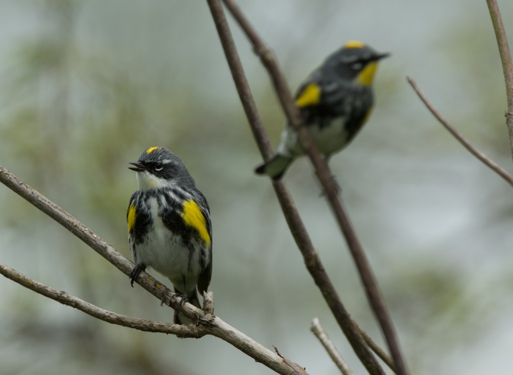 Warbler, Yellow-rumped - Aud & Myrtle  20140420-02