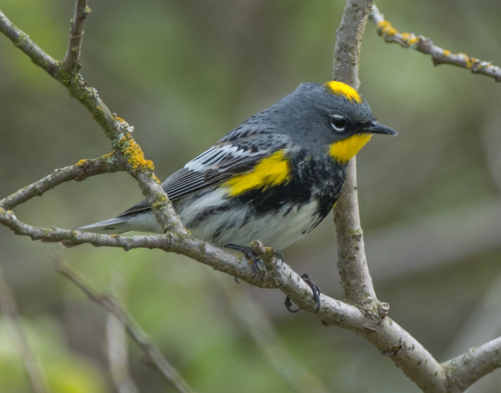 Warbler, Yellow-rumped - Audubon  20140420-12