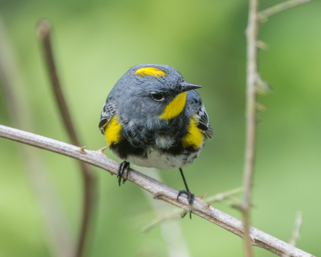 Warbler, Yellow-rumped - Audubon  20140421-01
