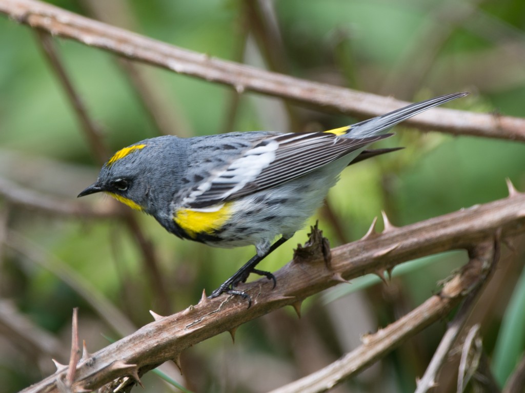 Warbler, Yellow-rumped - Audubon  20140421-04