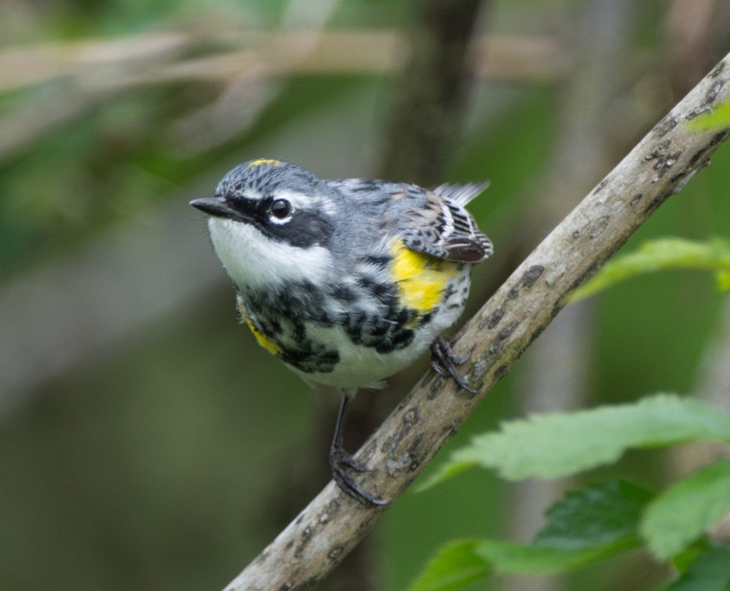 Warbler, Yellow-rumped - Myrtle  20140420-04