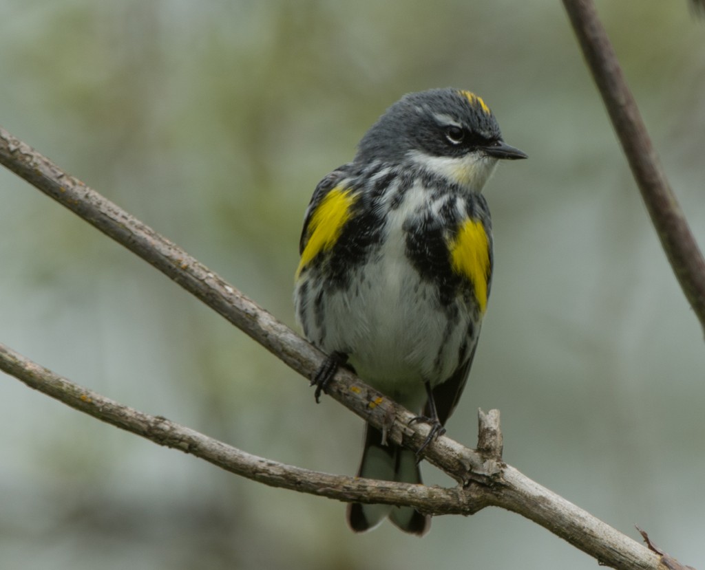 Warbler, Yellow-rumped - Myrtle  20140420-09