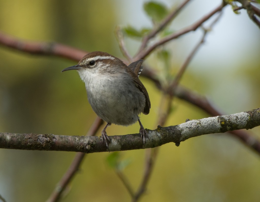 Wren, Bewick's  20140420-01