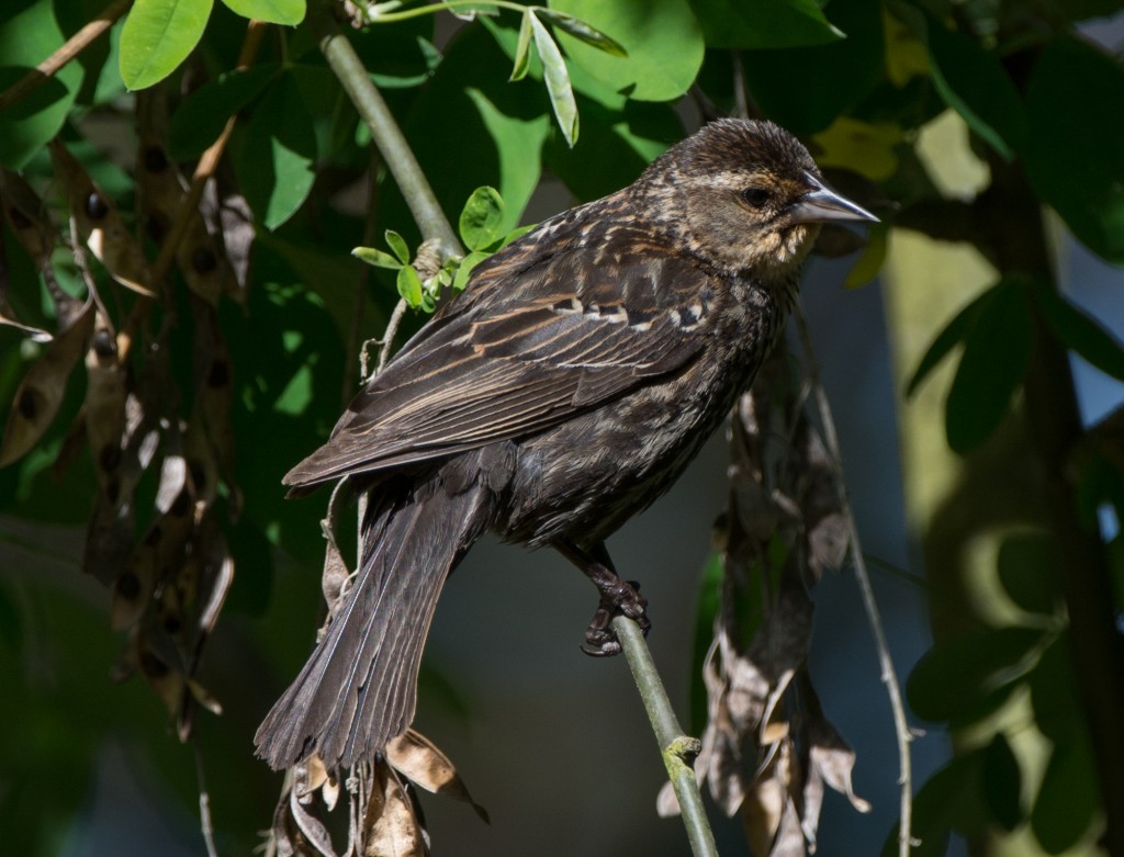 Blackbird, Red-winged  20140513-03