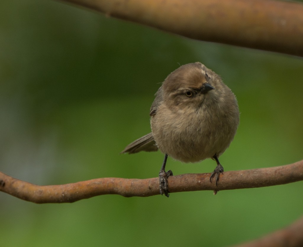 Bushtit  20140516-02