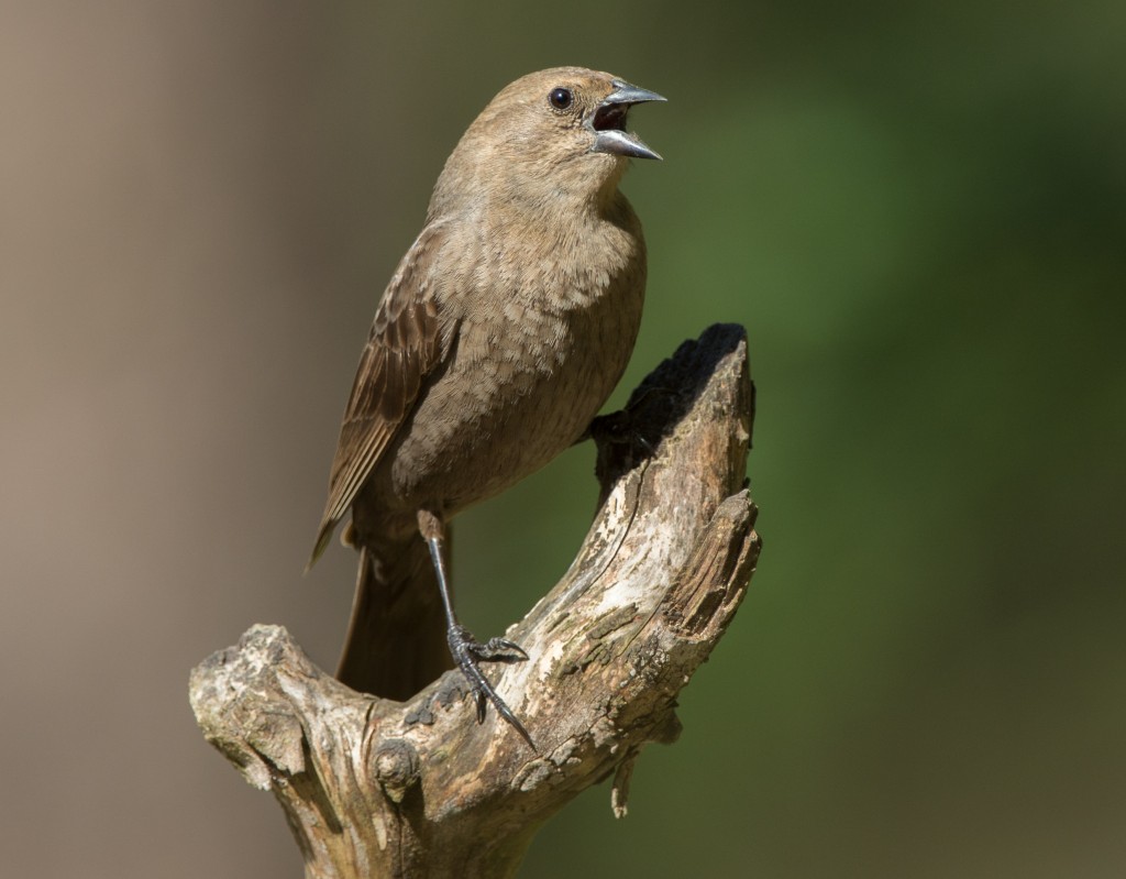 Cowbird, Brown-headed  20140514-05