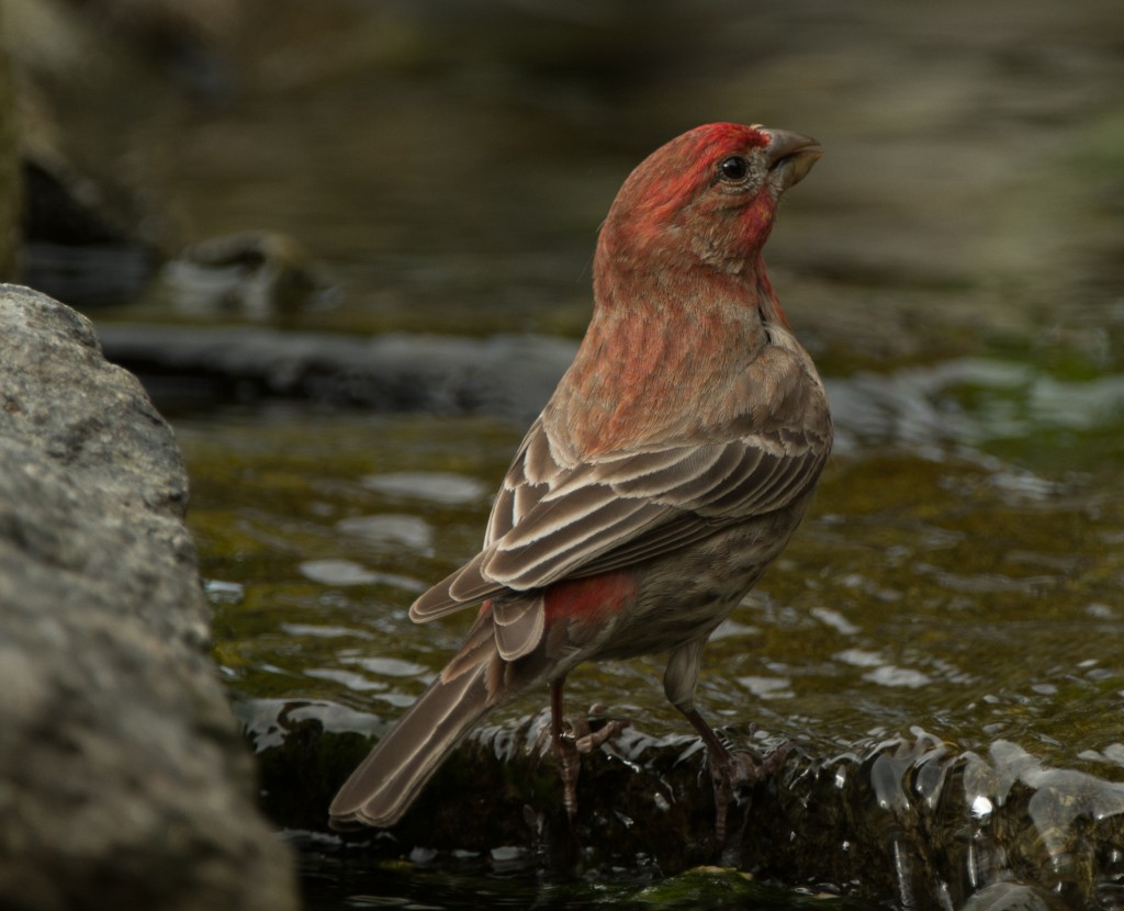 Finch, House  20140516-06