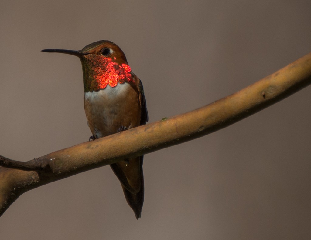 Hummingbird, Rufous  20140513-04