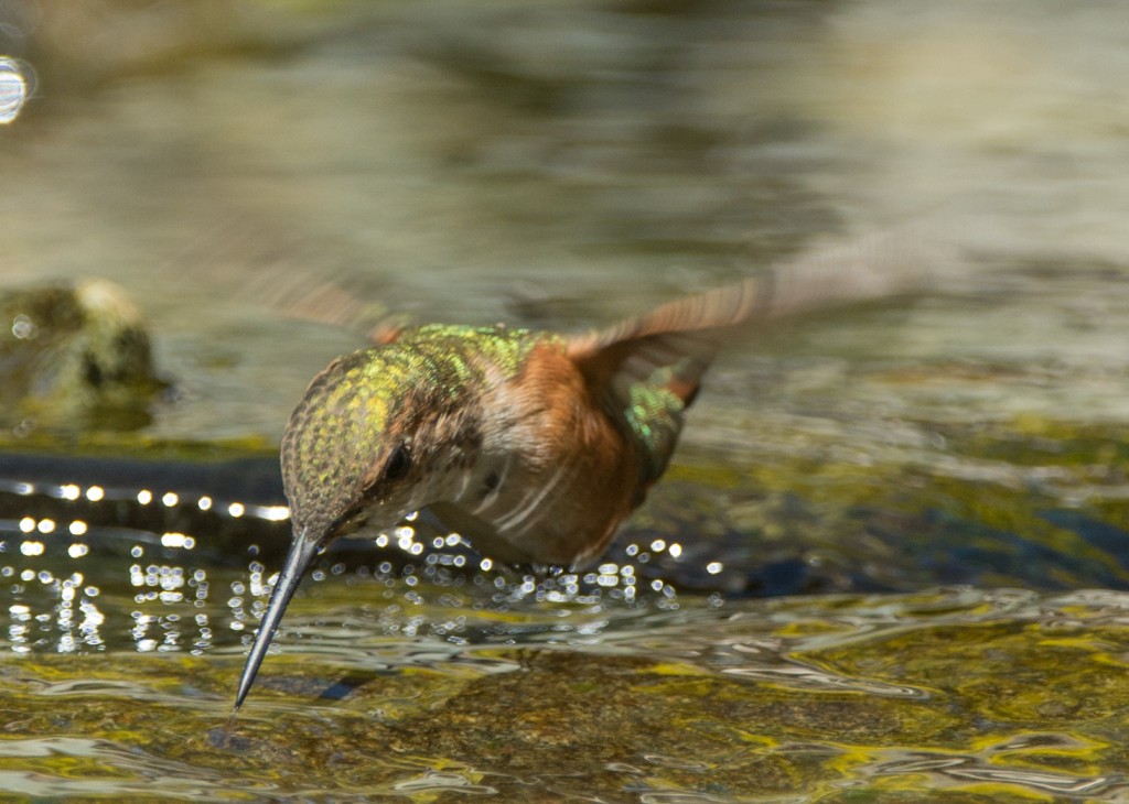 Hummingbird, Rufous  20140514-02