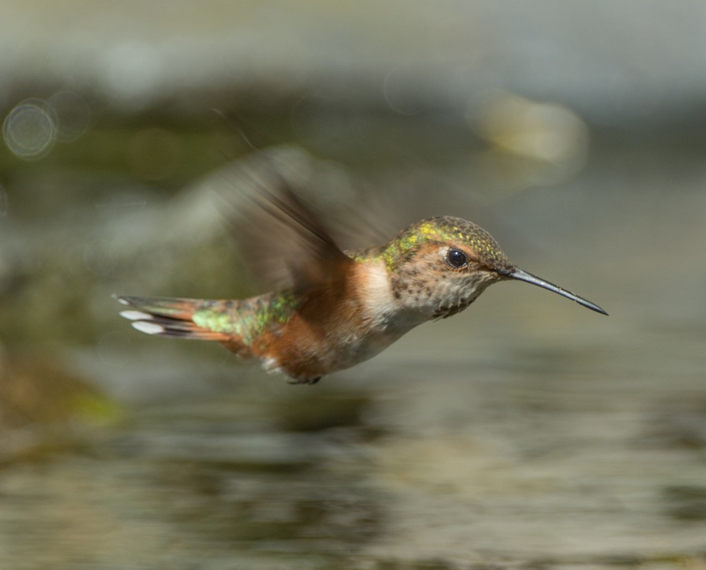 Hummingbird, Rufous  20140514-03