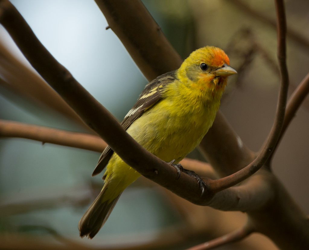 Tanager, Western  20140516-12