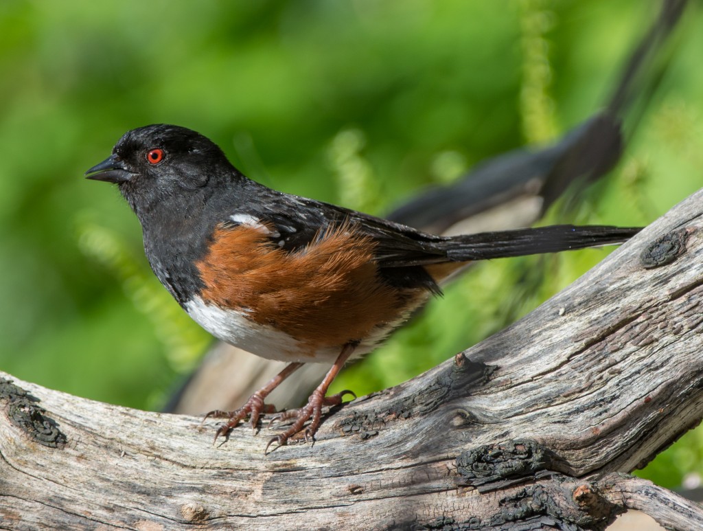 Towhee, Spotted  20140513-07