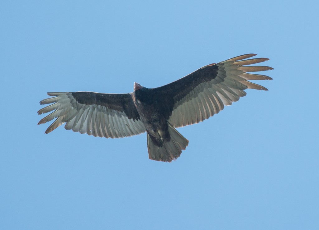 Vulture, Turkey  20140514-11