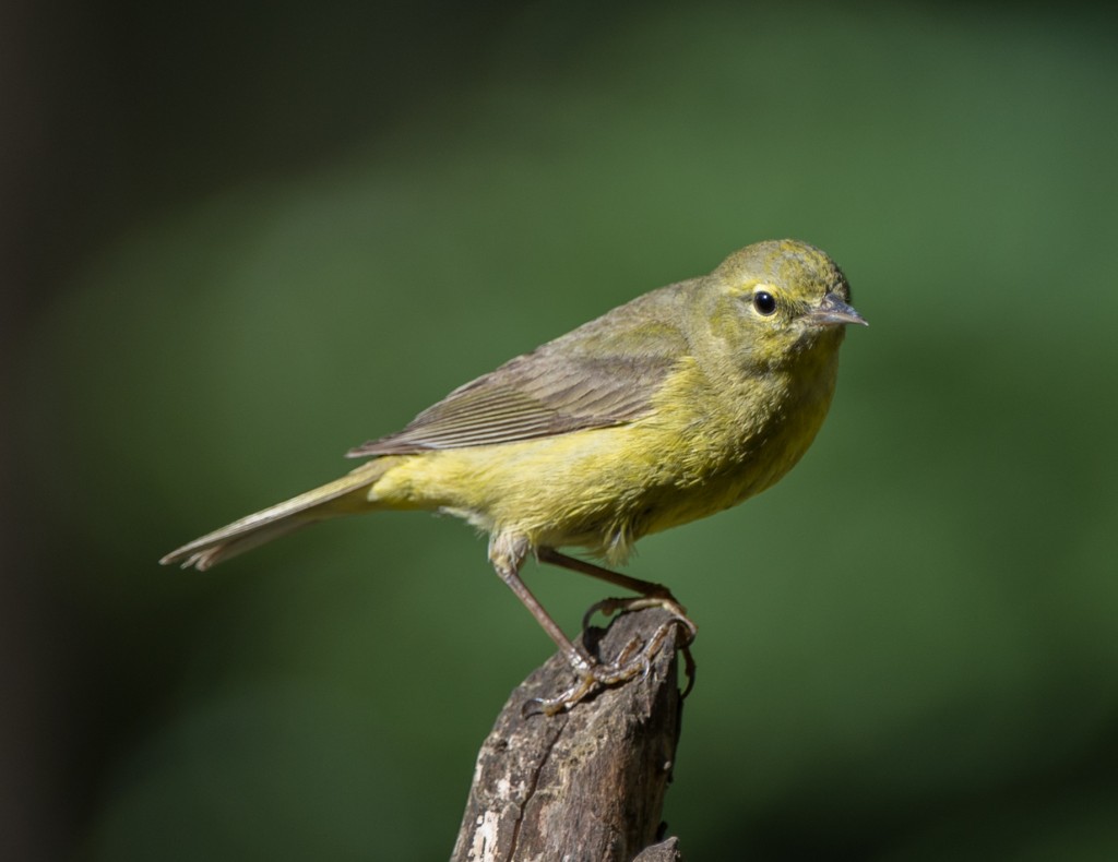 Warbler, Orange-crowned  20140513-02