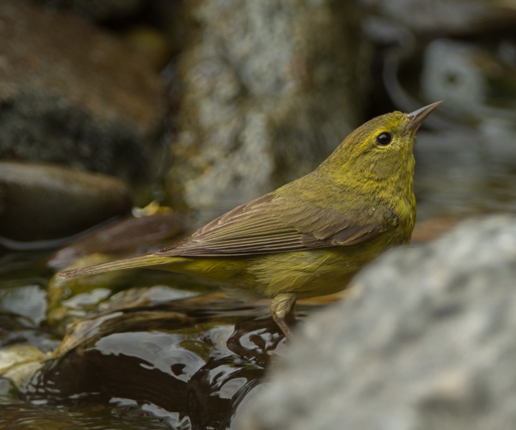 Warbler, Orange-crowned  20140516-02