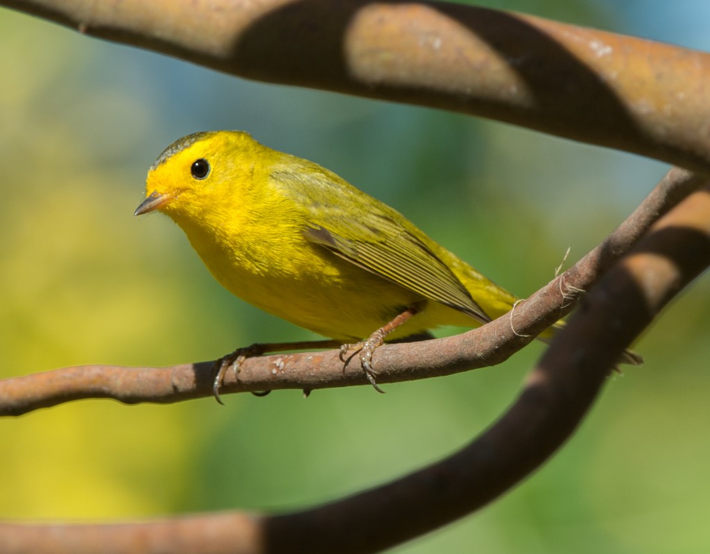 Warbler, Wilson's  20140514-03