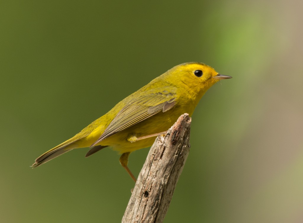 Warbler, Wilson's  20140516-11