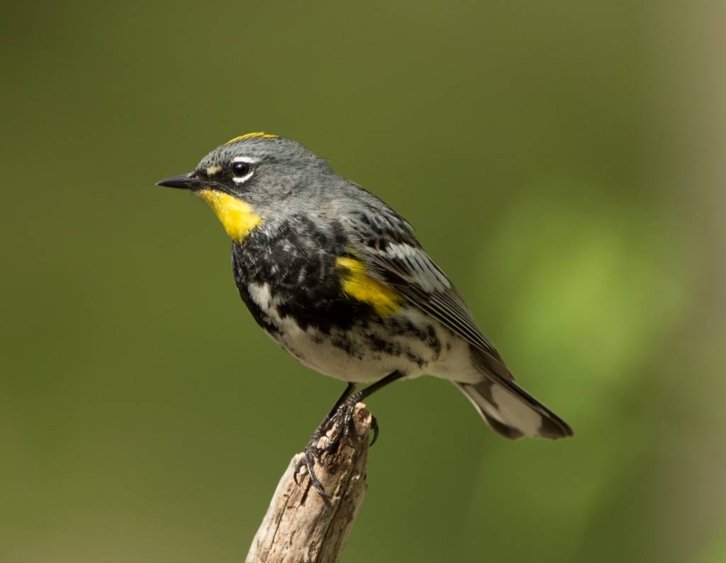 Warbler, Yellow-rumped - Audubon  20140516-08