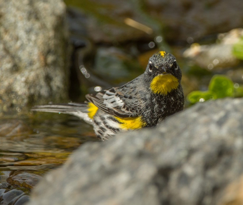 Warbler, Yellow-rumped - Audubon  20140516-12